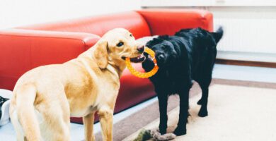 Barkarby Djurakut veterinär