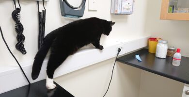 Björkstadens Djurklinik veterinär