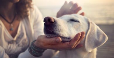 Blå Stjärnan Animal Hospital veterinär