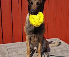 Catos Veterinärpraktik veterinär