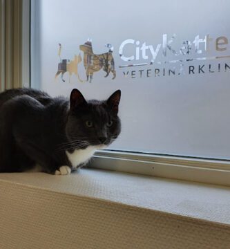 City Cat Veterinary Clinic veterinär