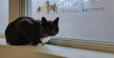 City Cat Veterinary Clinic veterinär