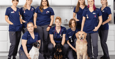 Cityveterinären veterinär