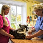 Dalagårdens Veterinärpraktik veterinär