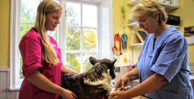 Dalagårdens Veterinärpraktik veterinär