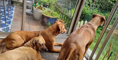 Dalbyveterinären veterinär