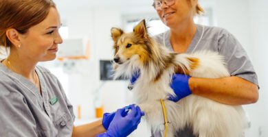 Din Veterinär Göteborg veterinär