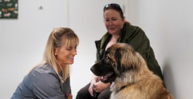 DinVet i Umeå veterinär