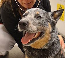 District Veterinarians Jamtland veterinär