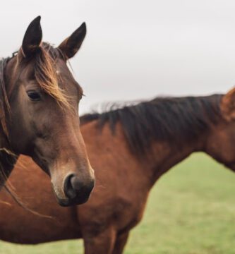 District Veterinarians Lyckselse veterinär