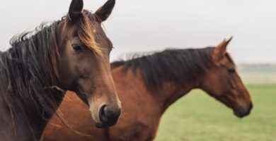 District Veterinarians Lyckselse veterinär