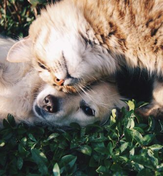 District Veterinarians Torup veterinär