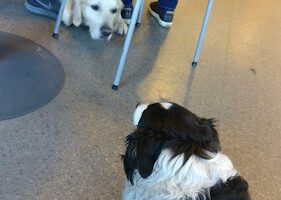 District Veterinarians Vännäs veterinär