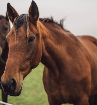 District Veterinarians Vårsta veterinär