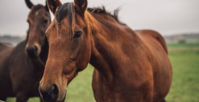 District Veterinarians Vastervik veterinär