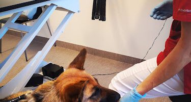 Distriktsveterinärerna Kristinehamn veterinär
