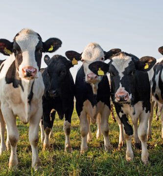 Distriktsveterinärerna Nyköping veterinär