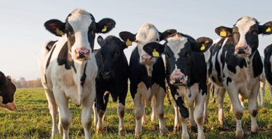 Distriktsveterinärerna Nyköping veterinär