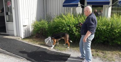 Distriktsveterinärerna Örnsköldsvik veterinär