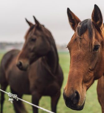 Distriktsveterinärerna Skellefteå veterinär