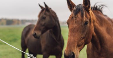 Distriktsveterinärerna Skellefteå veterinär