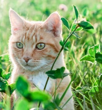 Distriktsveterinärerna Söderköping veterinär