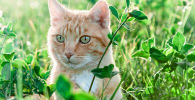 Distriktsveterinärerna Söderköping veterinär