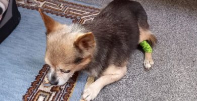 Distriktsveterinärerna Umåker veterinär