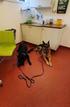 Distriktsveterinärerna i Svenljunga veterinär