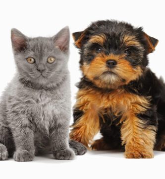 DjurAkuten veterinär