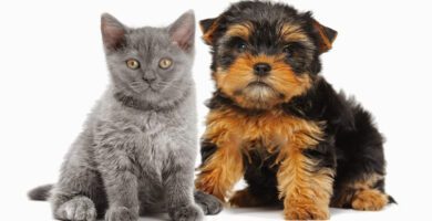 DjurAkuten veterinär