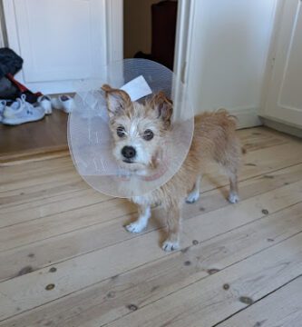 Djurdoktorn Sommarro | Veterinär veterinär