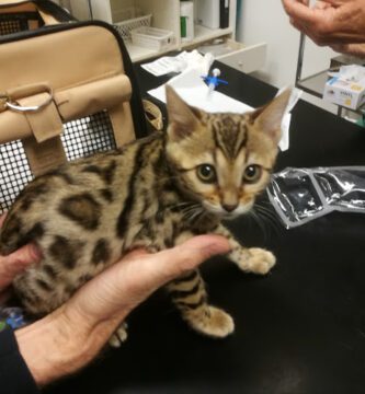 Djurkliniken Christina Bonnier veterinär