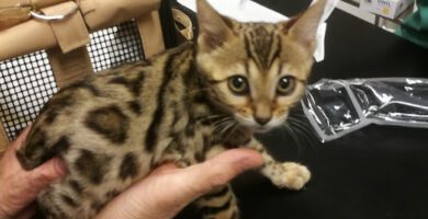 Djurkliniken Christina Bonnier veterinär