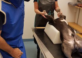 Djurkliniken i Ängelholm AB veterinär