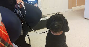 Djurkliniken i Löberöd AB veterinär