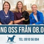 Djurkliniken i Skellefteå Anderstorg veterinär