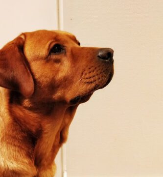 Djurkliniken i Skellefteå city s:järnvägsgatan veterinär