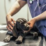 Djurkliniken våra vänner Barkaby veterinär