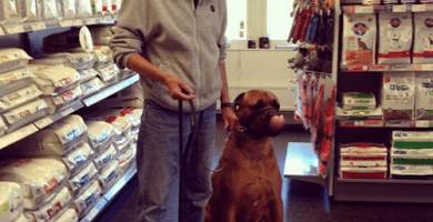 Djursholms Veterinärklinik AB veterinär