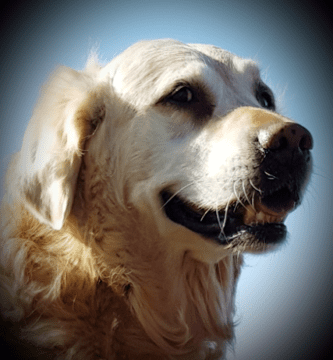 Djurtandvårdskliniken i Söderköping veterinär