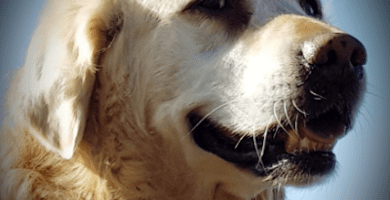 Djurtandvårdskliniken i Söderköping veterinär