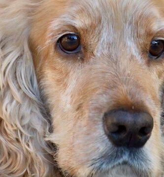 Doctrivet Smådjursklinik veterinär