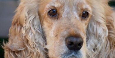 Doctrivet Smådjursklinik veterinär