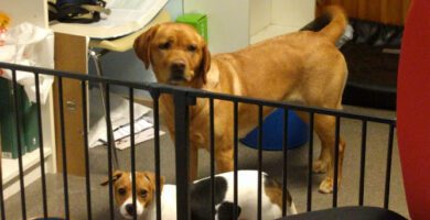 Ekeby's Animal Practice veterinär