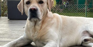 Elisabeth Källén veterinär