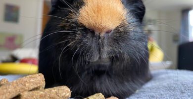 Evidensia veterinär