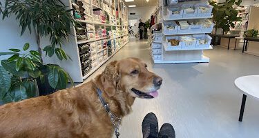 Evidensia Animal Hospital Gothenburg veterinär