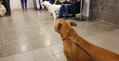 Evidensia Animal Hospital Karlstad veterinär