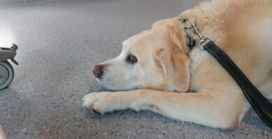 Evidensia Animal Hospital Vaxjo veterinär